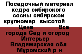 Посадочный материал кедра сибирского (сосны сибирской) крупномер, высотой 3-3.5  › Цена ­ 19 800 - Все города Сад и огород » Интерьер   . Владимирская обл.,Муромский р-н